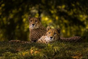 Dieren - Cheetah Couple